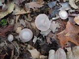 Hygrocybe lacmus image