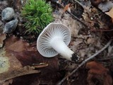 Hygrocybe lacmus image