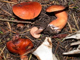 Lactarius subflammeus image