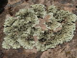 Xanthoparmelia lineola image