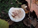 Hygrophorus roseobrunneus image