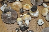 Agaricus arvensis image