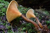 Hygrophoropsis aurantiaca image