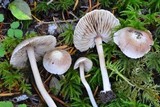 Inocybe grammata image