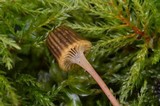 Xeromphalina picta image