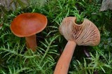 Lactarius luculentus image