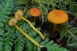 Hygrocybe miniata image
