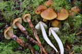 Phaeocollybia ammiratii image