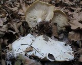 Clitocybe robusta image