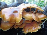 Flammulina velutipes var. velutipes image