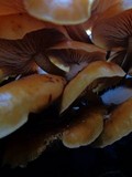 Flammulina velutipes var. velutipes image