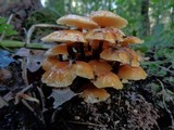 Flammulina velutipes var. velutipes image