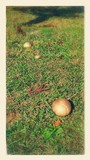 Lycoperdon umbrinum image