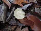 Cuphophyllus virgineus image