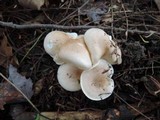 Hygrophorus roseobrunneus image