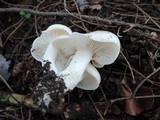 Hygrophorus roseobrunneus image
