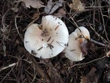 Hygrophorus roseobrunneus image