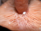 Lactarius subflammeus image