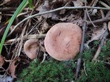 Lactarius imperceptus image