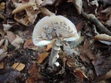 Amanita rhacopus image