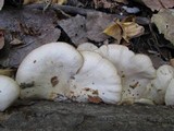 Pleurotus pulmonarius image