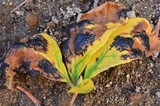 Rhytisma arbuti image