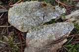 Coccomyces dentatus image