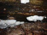 Postia ptychogaster image