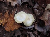 Cuphophyllus borealis image