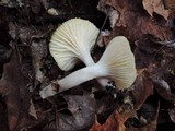 Cuphophyllus borealis image
