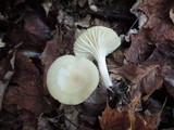 Cuphophyllus borealis image