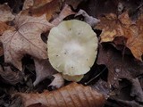 Cuphophyllus borealis image