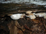 Postia ptychogaster image