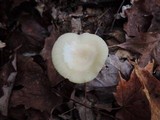 Cuphophyllus borealis image