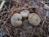 Lycoperdon nigrescens image