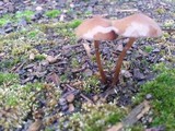 Psilocybe stuntzii image