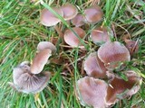Psilocybe stuntzii image