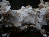 Oligoporus obductus image