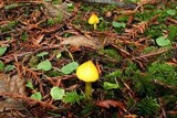 Hygrocybe acutoconica image