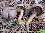 Chroogomphus vinicolor image