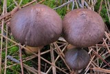Chroogomphus vinicolor image