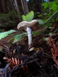 Pholiota brunnescens image