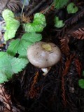 Pholiota brunnescens image