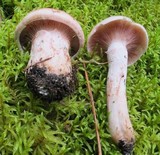 Hygrophorus purpurascens image