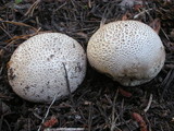 Lycoperdon subcretaceum image