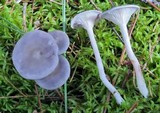Cantharellula umbonata image