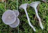 Cantharellula umbonata image