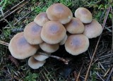 Gymnopus acervatus image