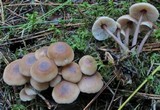Gymnopus acervatus image