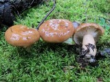 Lactarius affinis image